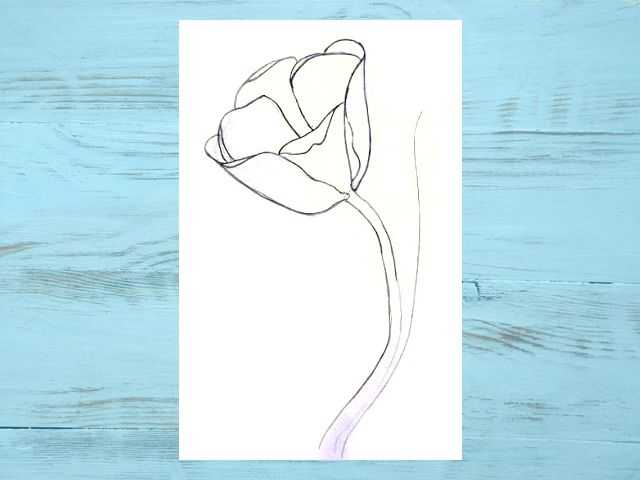 Как нарисовать тюльпаны